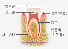법랑질 - 상아질 - 치주인대 - 치은(잇몸) - 치수 - 치고졸 설명에 대한 이미지
